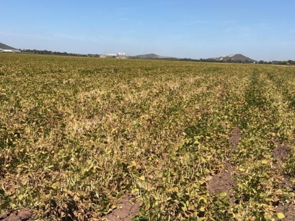 Terreno rústico en venta en Los Mochis, Sinaloa, de 2 hectáreas — foto 2